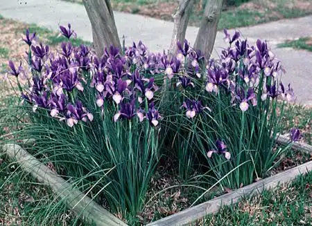 Photo of Iris jacquinii (Iris jacquiniis)
