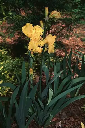 Photo of Iris jacquinii - :