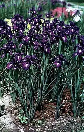Photo of Iris jacquinii - :
