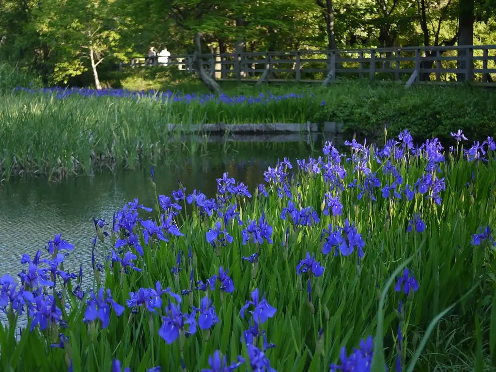 Photo of Iris laevigata (Iris laevigatas)