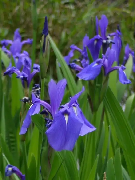 Photo of Iris laevigata (Iris laevigatas)
