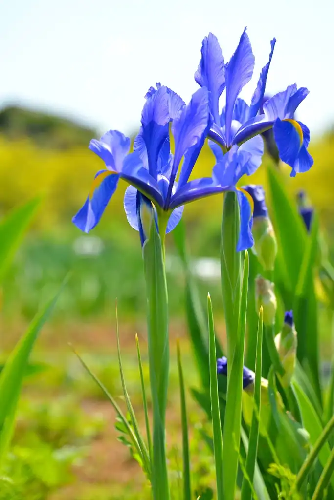 Photo of Iris laevigata - flowers:Toshihiro Gamo