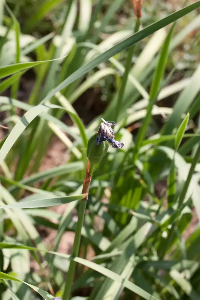 Photo of Iris laevigata - fruits:Denis.prévôt