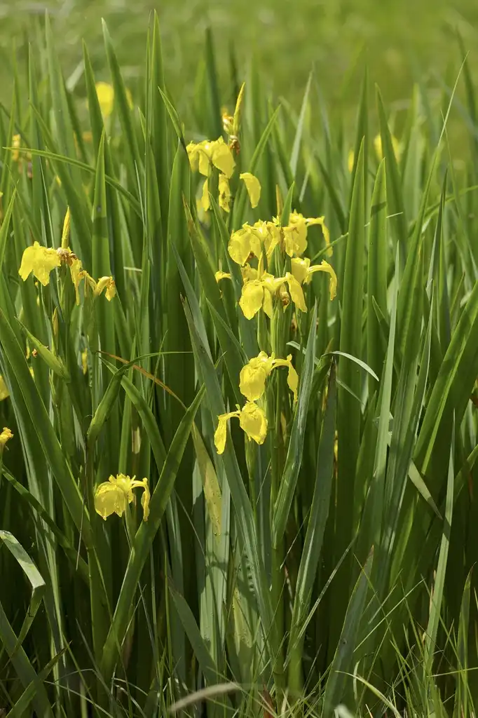 Photo of Iris pseudacorus (Iris pseudacoruss)