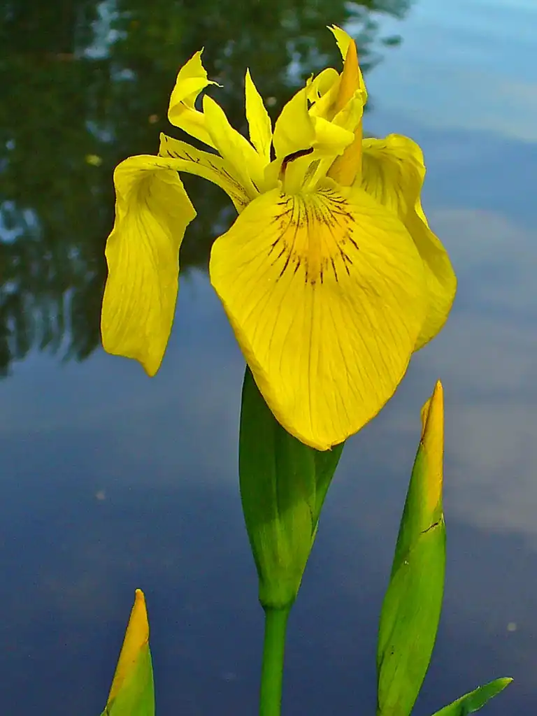 Photo of Iris pseudacorus (Iris pseudacoruss)