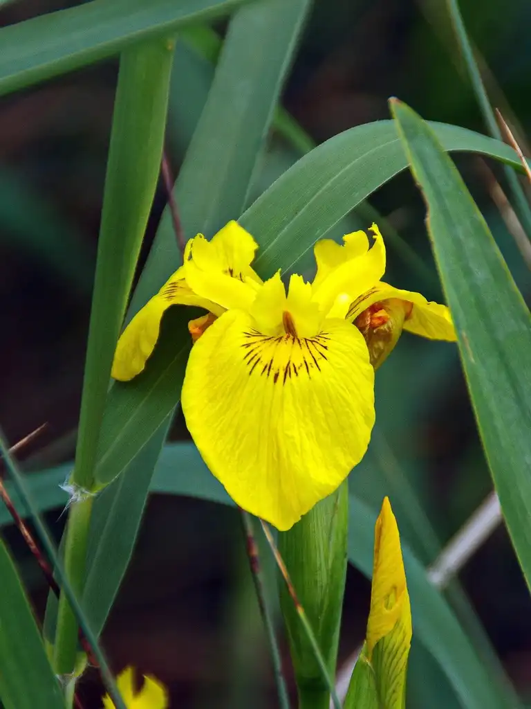 Photo of Iris pseudacorus - Leaf and flower closeup:DEZALB