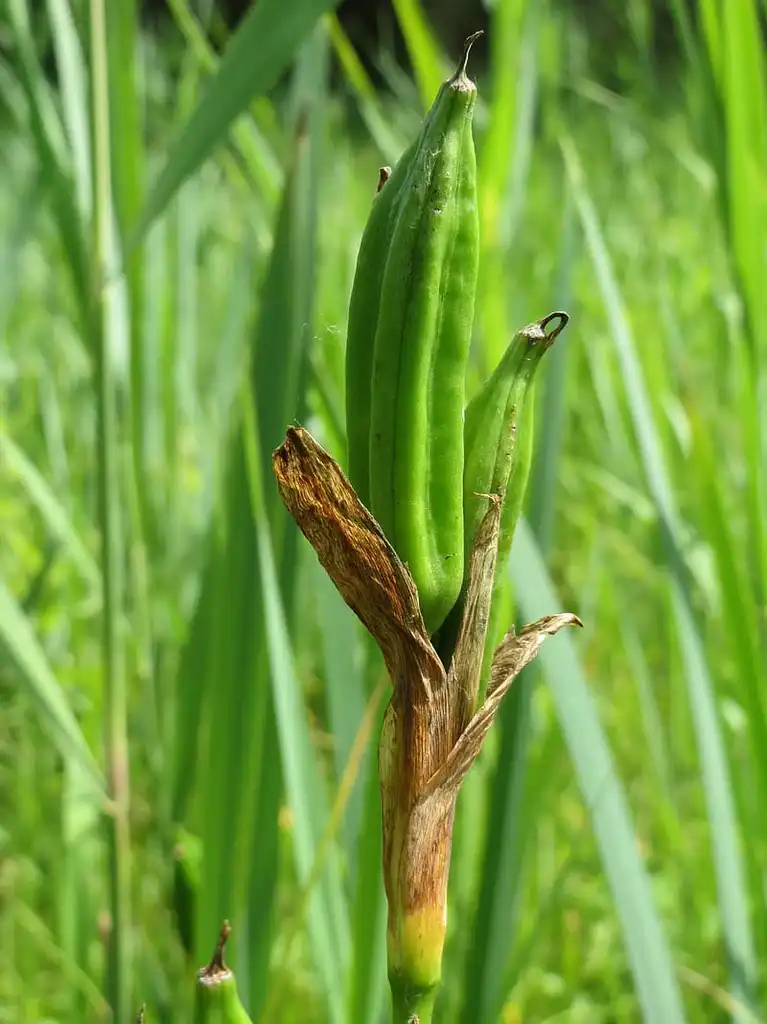 Photo of Iris pseudacorus - Fruit: