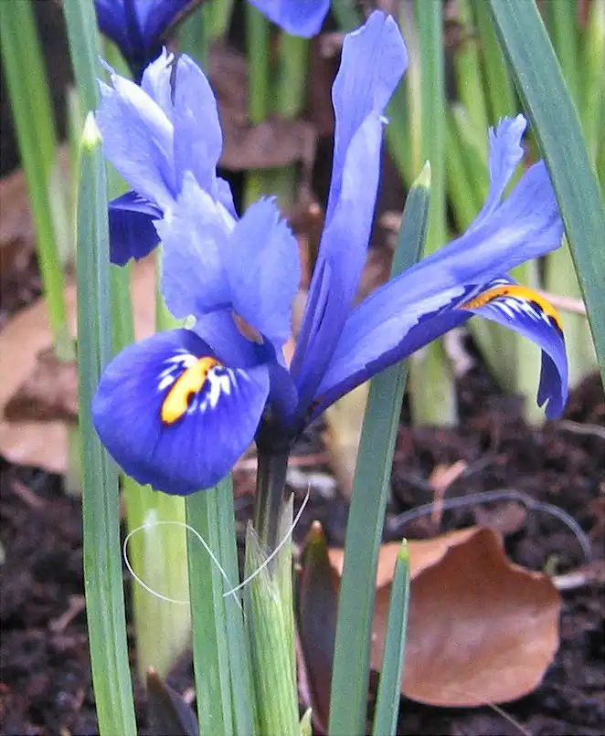Foto de Iris reticulata (Iris reticulatas)