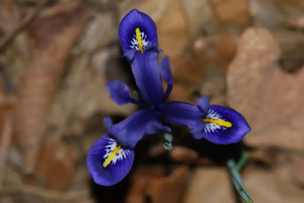 Foto de Iris reticulata (Iris reticulatas)