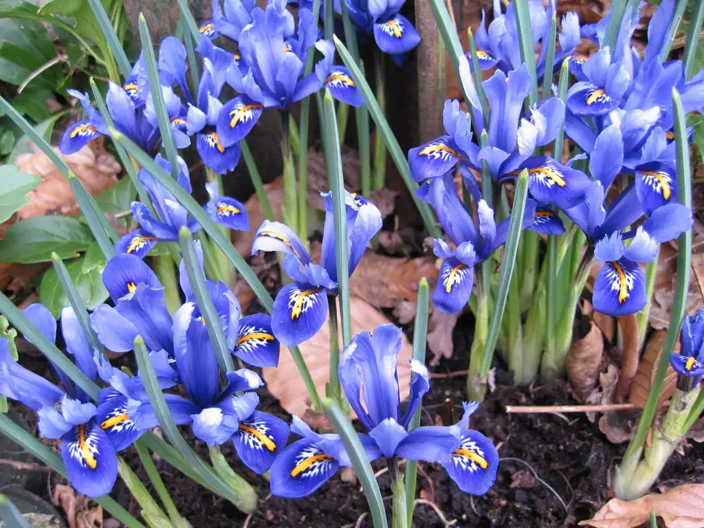 Foto de Iris reticulata - Group of pants in bloom:Rasbak