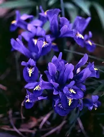 Foto de Iris reticulata - :