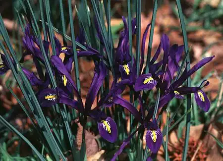 Foto de Iris reticulata - :