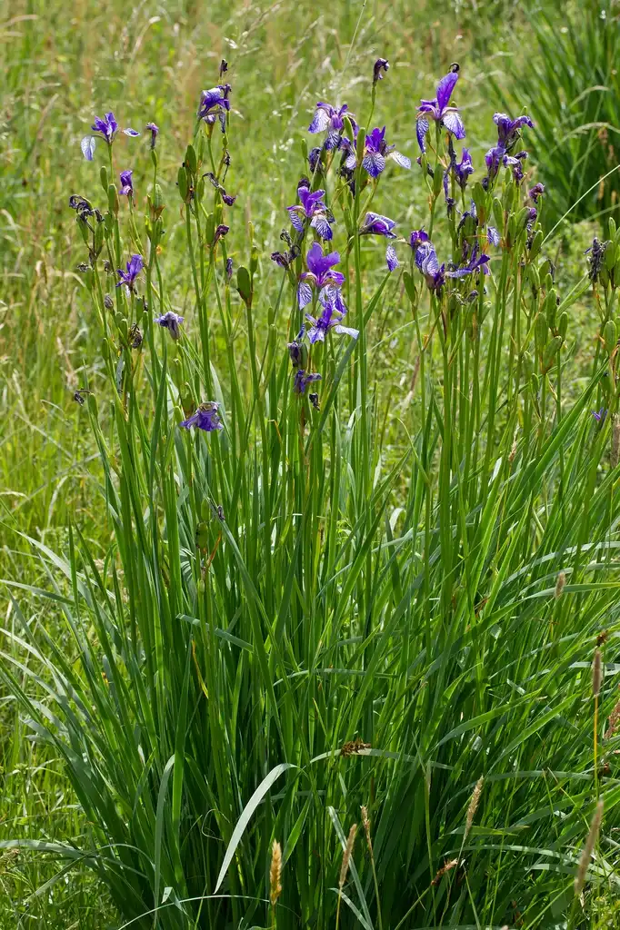 Foto de Iris sanguinea (Iris sanguineas)