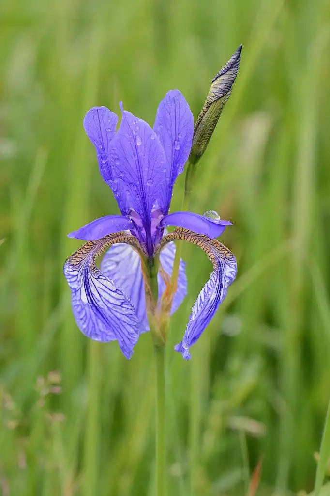 Foto de Iris sanguinea (Iris sanguineas)