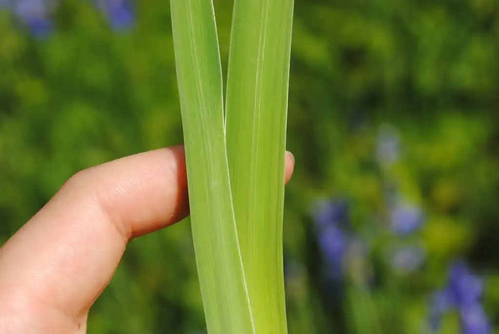 Foto de Iris sanguinea - Leaves:Zihai Wang