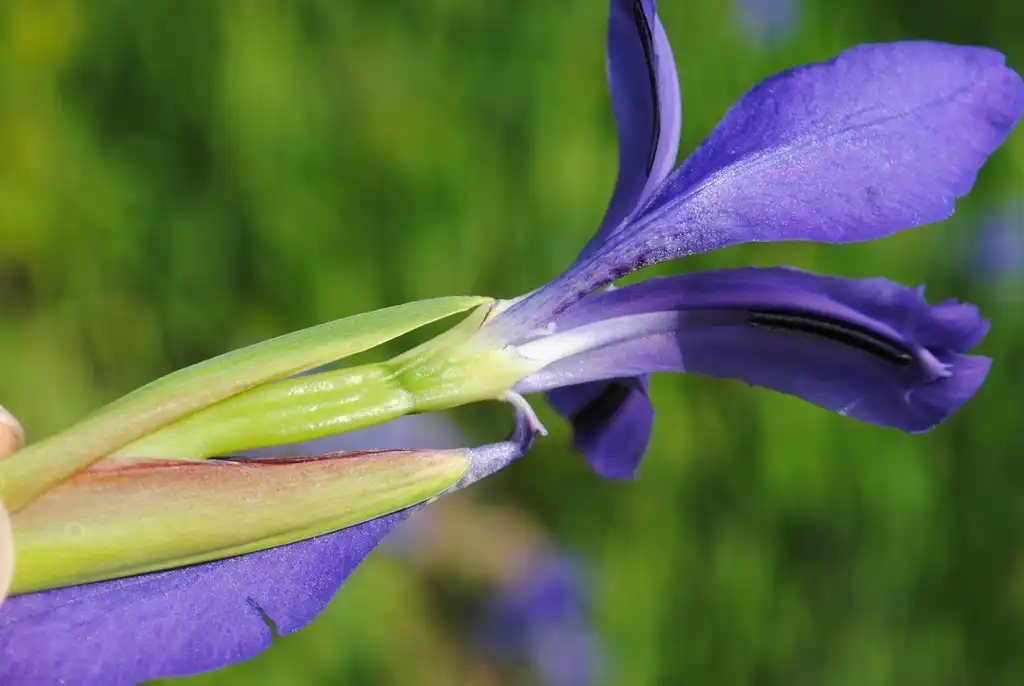 Foto de Iris sanguinea - Side of flower:Zihai Wang