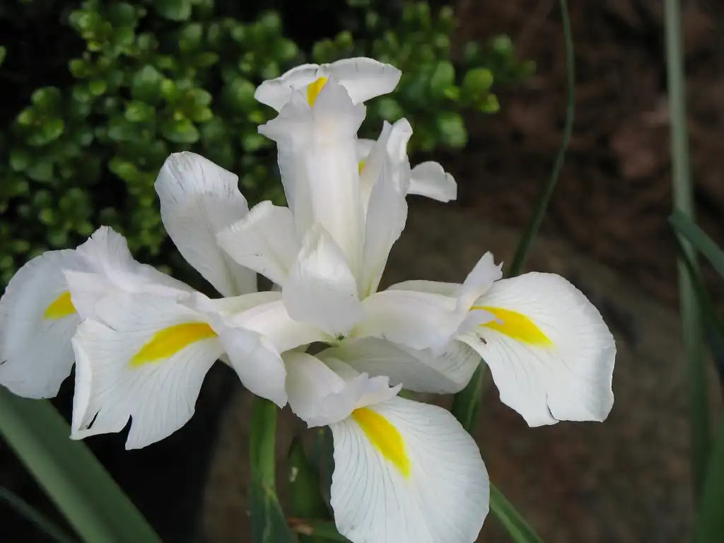 Foto de Iris sanguinea - Flower Close-up (Charlotte, NC):Stacy Hodes