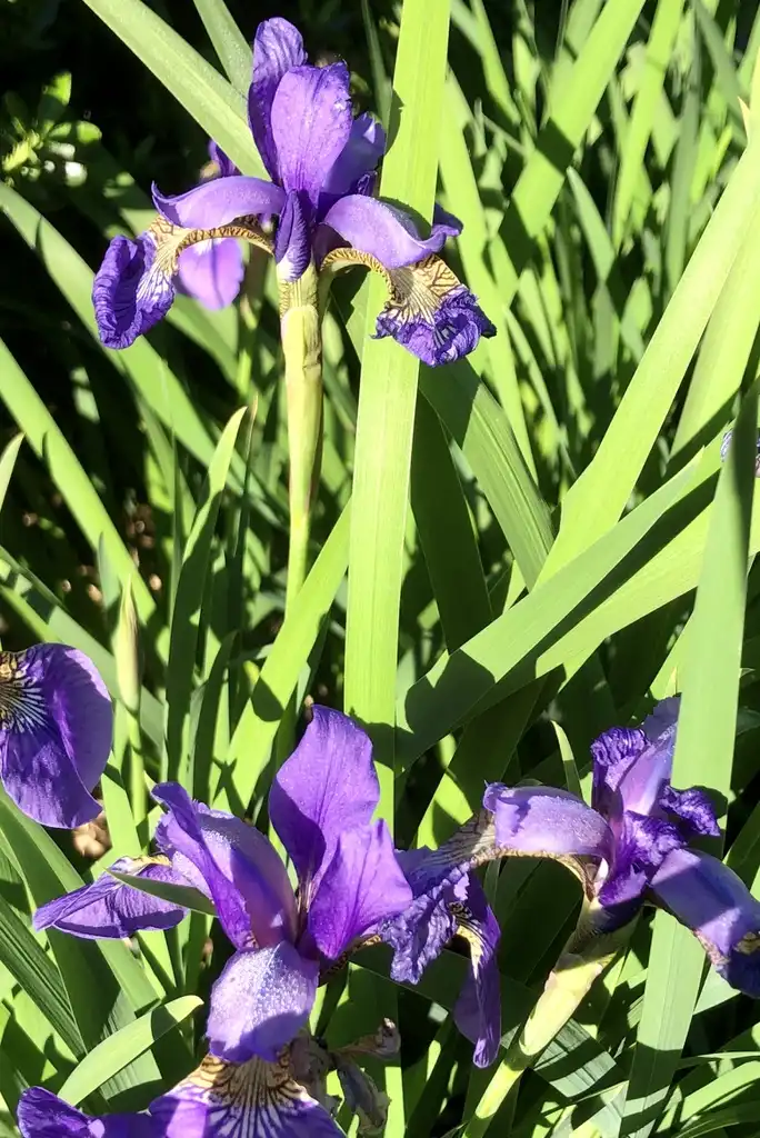 Фото Iris sibirica (Iris sibiricas)