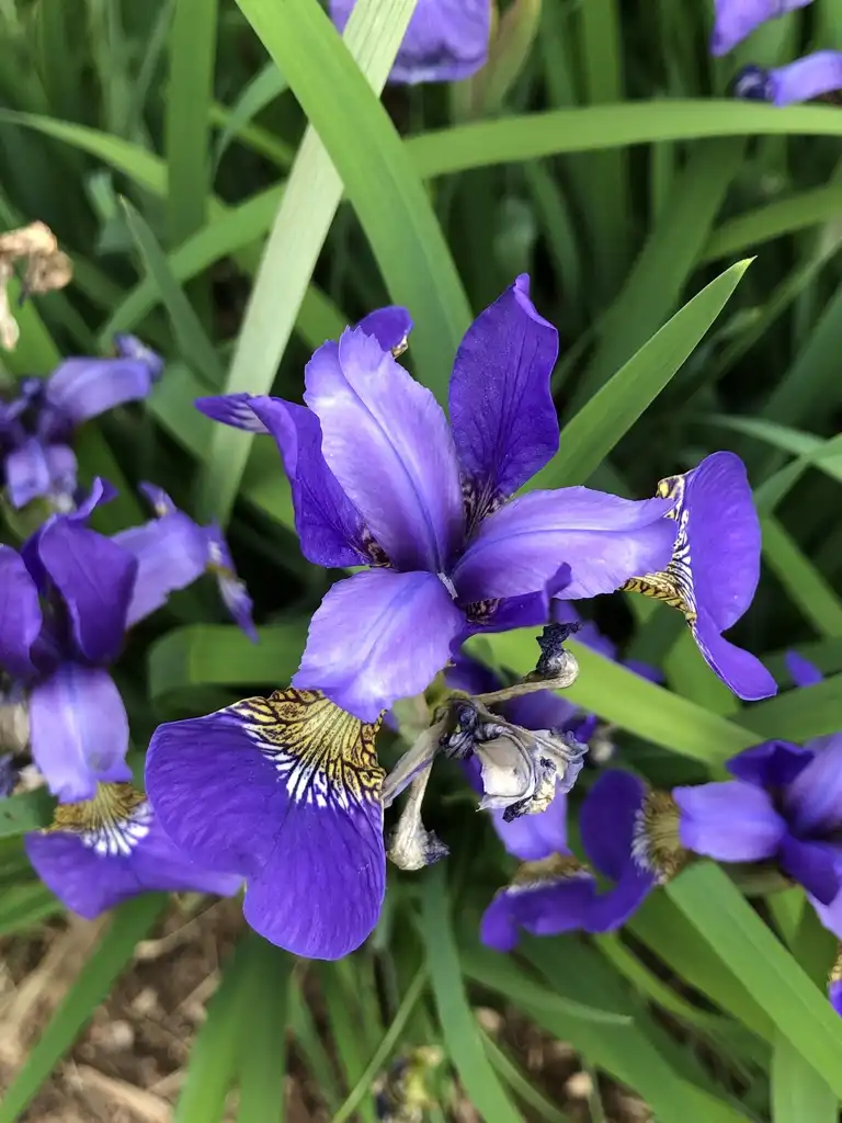 Фото Iris sibirica (Iris sibiricas)