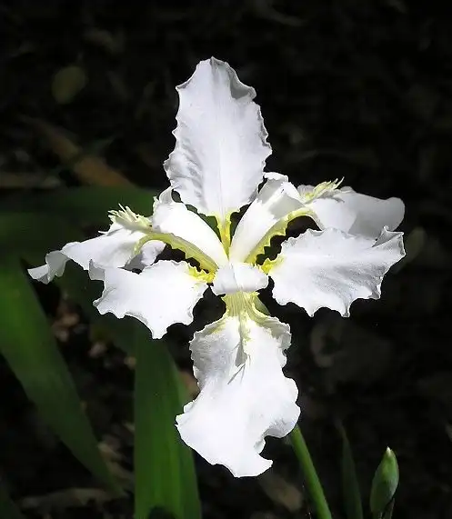 Photo of Iris tectorum (Iris tectorums)