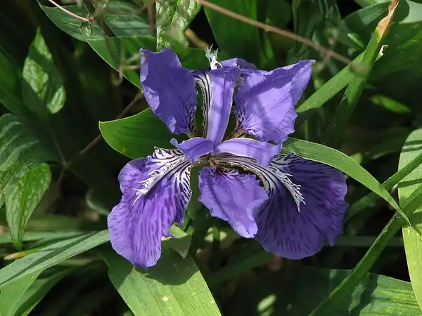 Photo of Iris tectorum (Iris tectorums)