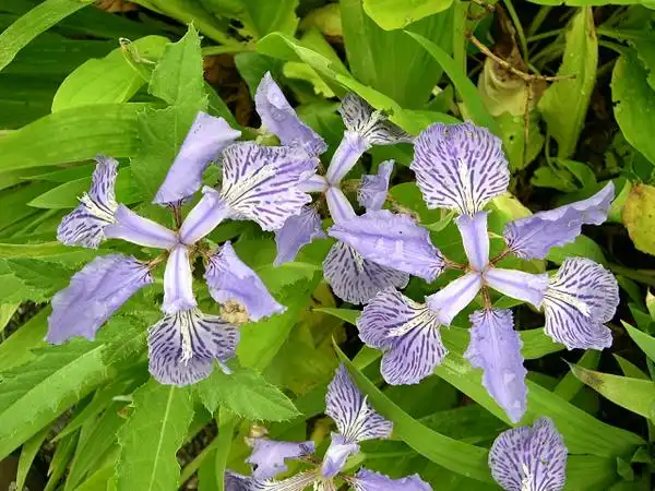 Photo of Iris tectorum - Flowers and Leaves:Photo by Jason Sturner