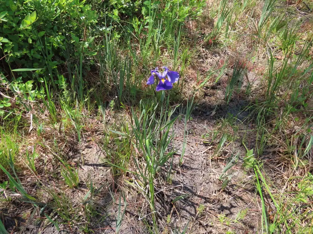 Photo of Iris tridentata (Iris tridentatas)