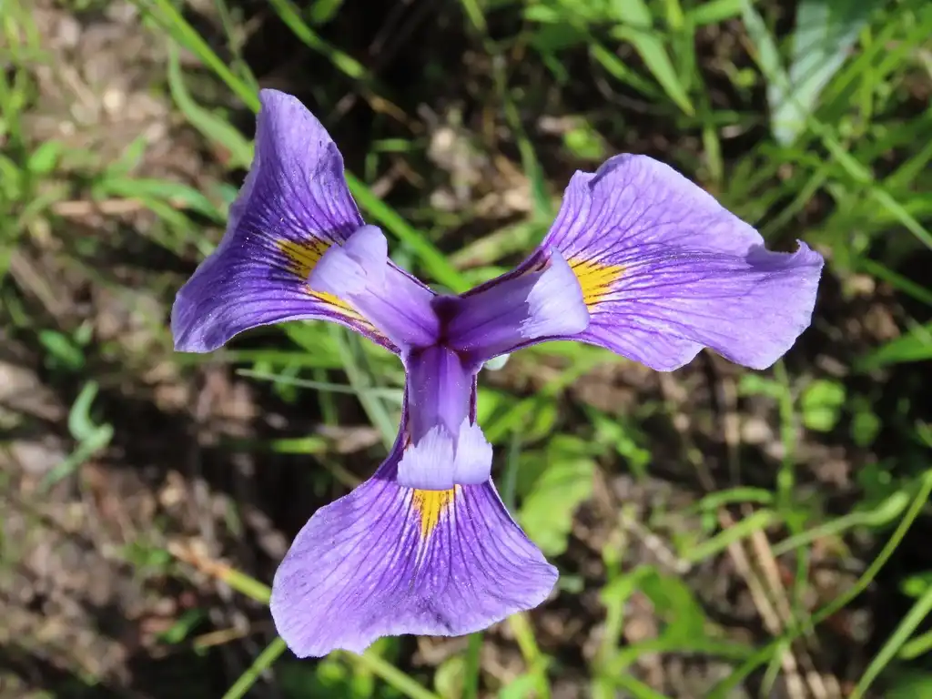 Photo of Iris tridentata (Iris tridentatas)