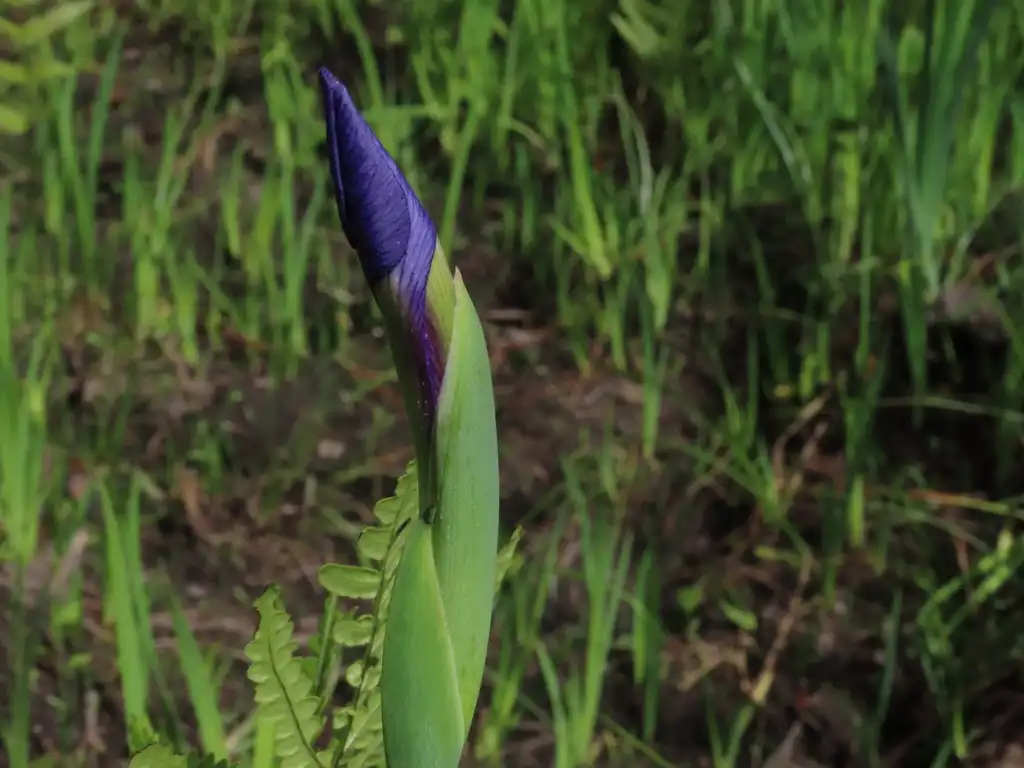 Photo of Iris tridentata - Flower bud:Tom Austin