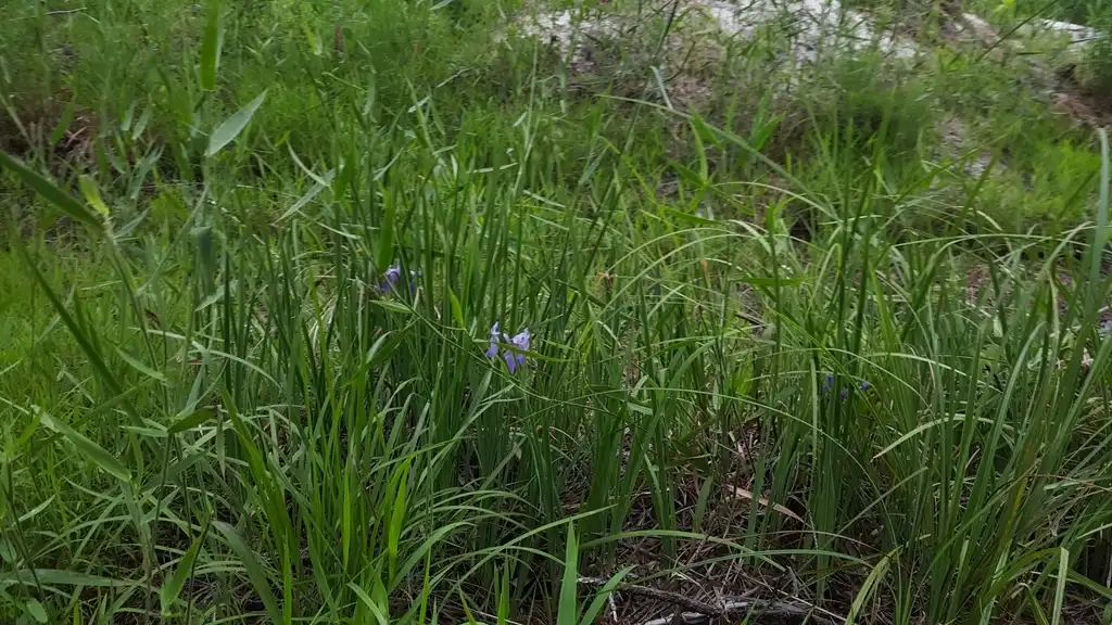 Photo of Iris tridentata - Native habitat:Nate Hartley