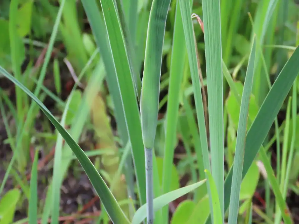 Photo of Iris tridentata - Leaves:Tom Austin