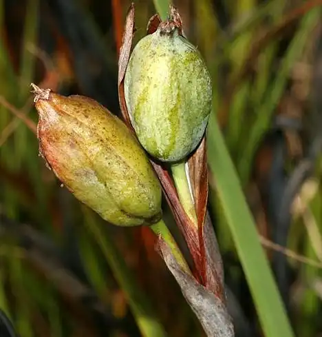 Photo of Iris tridentata - Fruit:DavidAnstiss