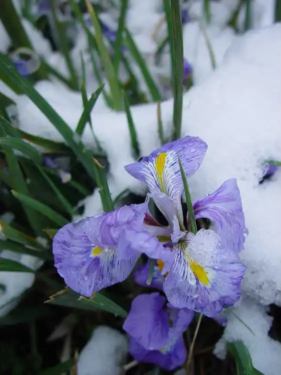 Photo of Iris unguicularis (Iris unguiculariss)