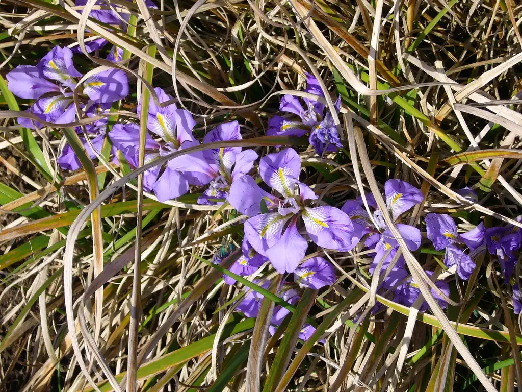Photo of Iris unguicularis (Iris unguiculariss)