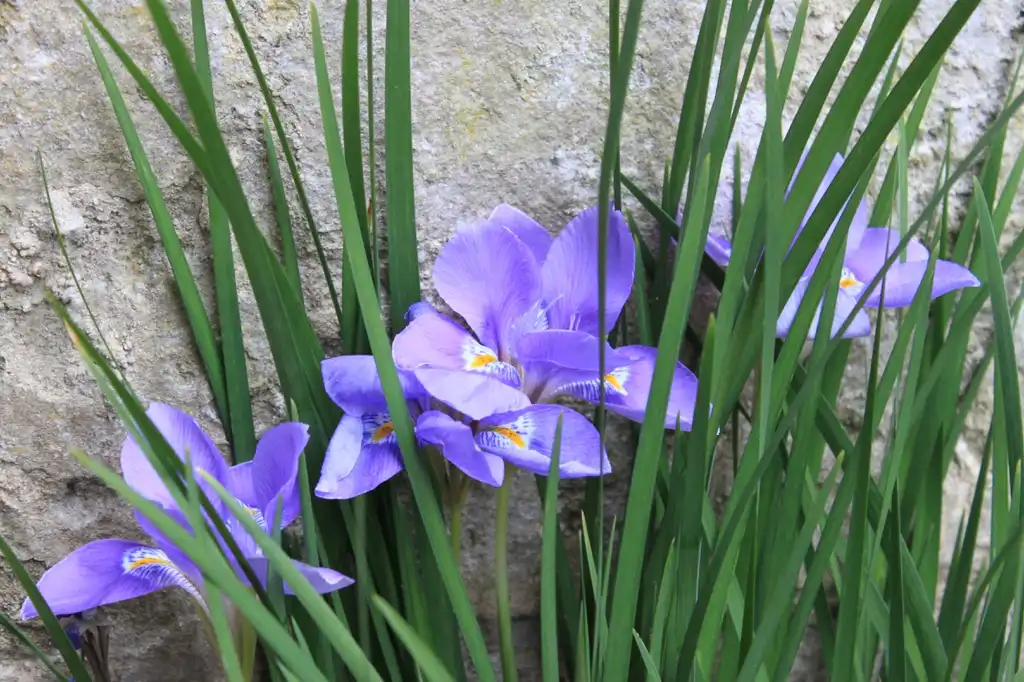 Photo of Iris unguicularis - Iris unguicularis 'Mary Barnard' close up:Tejvan Pettinger