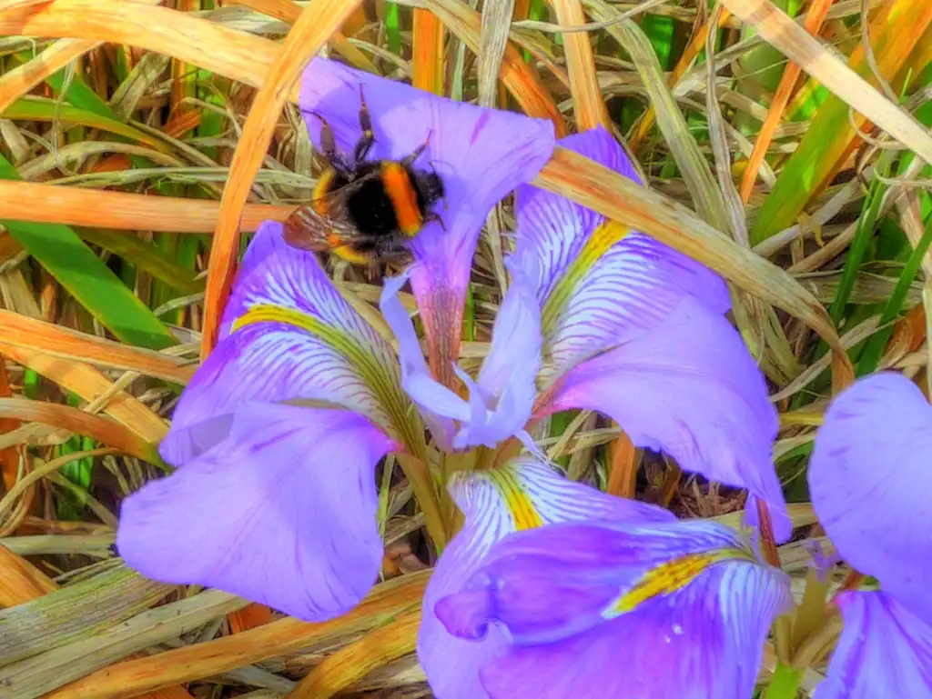 Photo of Iris unguicularis - Flower:Magnus Manske
