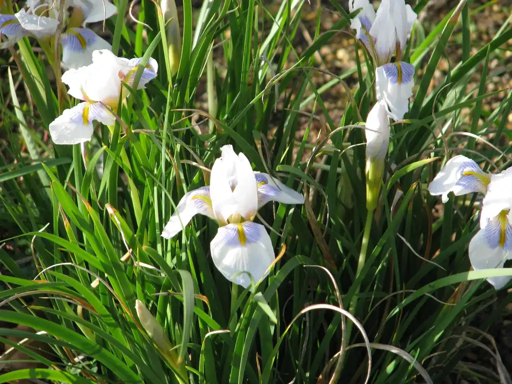 Photo of Iris unguicularis - Iris unguicularis 'Peloponnese Snow' flowers:peganum