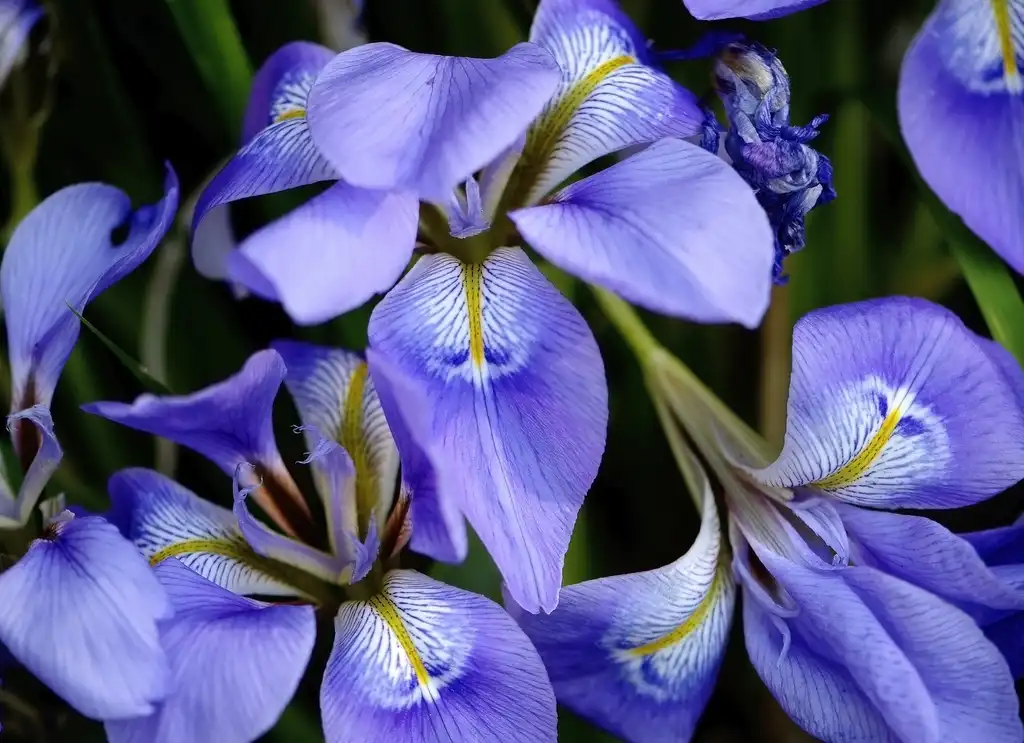 Photo of Iris unguicularis - Flowers close up:jayscratch