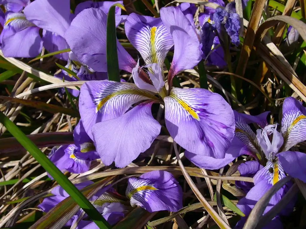 Photo of Iris unguicularis - Flower close up:Magnus Manske