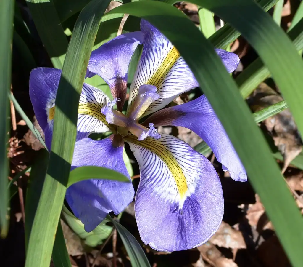 Photo of Iris unguicularis - Blooming (Wake County, NC)-Mid Winter:Cathy Dewitt