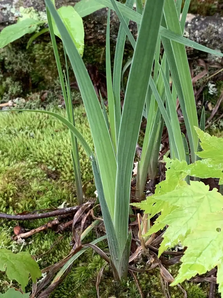 Photo of Iris verna (Iris vernas)