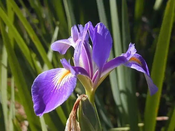 Photo of Iris virginica (Iris virginicas)