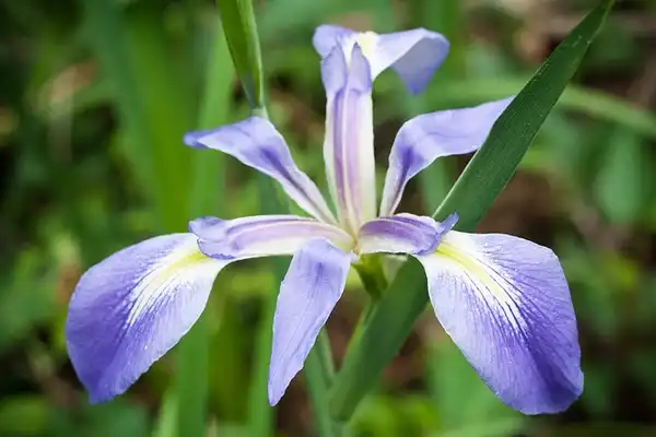 Photo of Iris virginica (Iris virginicas)