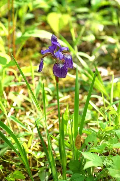 Photo of Iris virginica - :Squamatologist