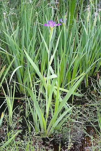 Photo of Iris virginica - :Malcolm Manners