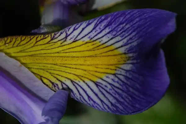 Photo of Iris virginica - :Joshua Mayer