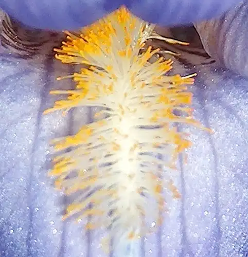 Photo of Iris virginica - :fdecomite
