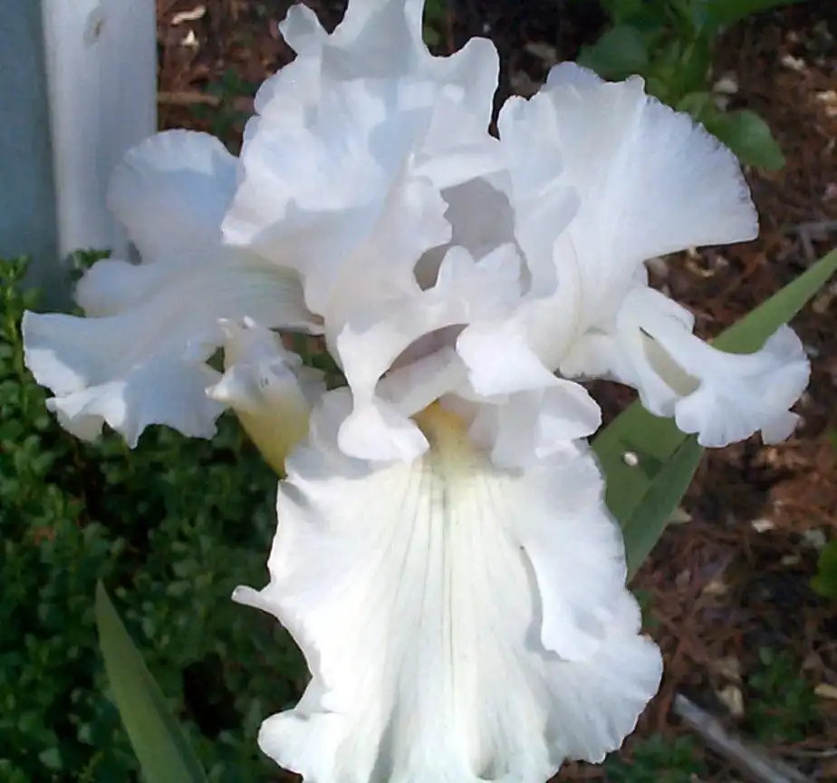 Photo of Iris x germanica (Iris x germanicas)