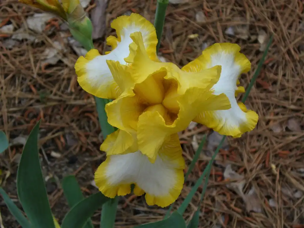 Photo of Iris x germanica (Iris x germanicas)