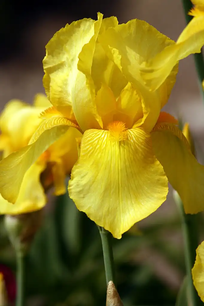 Photo of Iris x germanica - yellow flowers:Hedwig Storch